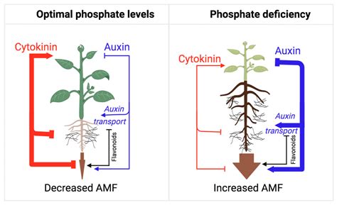 Flavonoid-Auxin/Cytokinin Link and Symbiosis | Encyclopedia MDPI