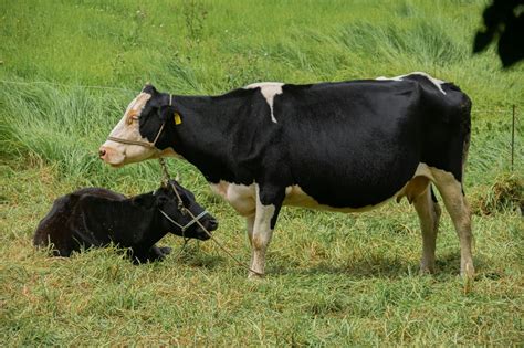 Understanding Milk Fever in Dairy Cows | Cloud Peak Veterinary Clinic