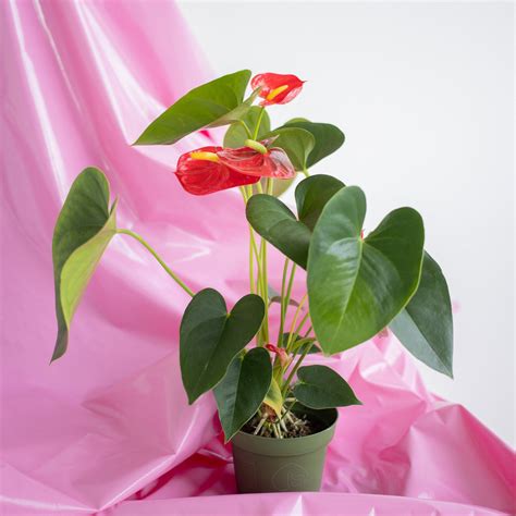 Anthurium Plant Care ANTHURIUM CARE – Jordan's Jungle