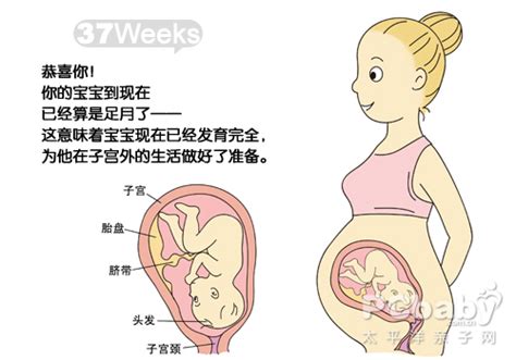 【大图】怀孕图解胎儿37周_怀孕31-40周图解_科普图库_太平洋亲子网