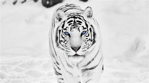 White Siberian Tiger Wallpaper ·① WallpaperTag