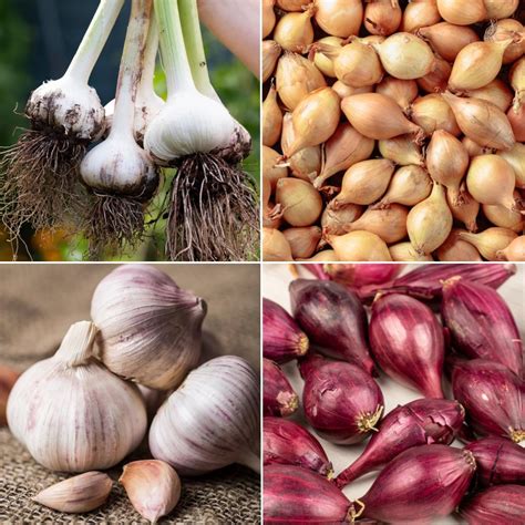 Onion & Garlic Collection - Premier Seeds Direct
