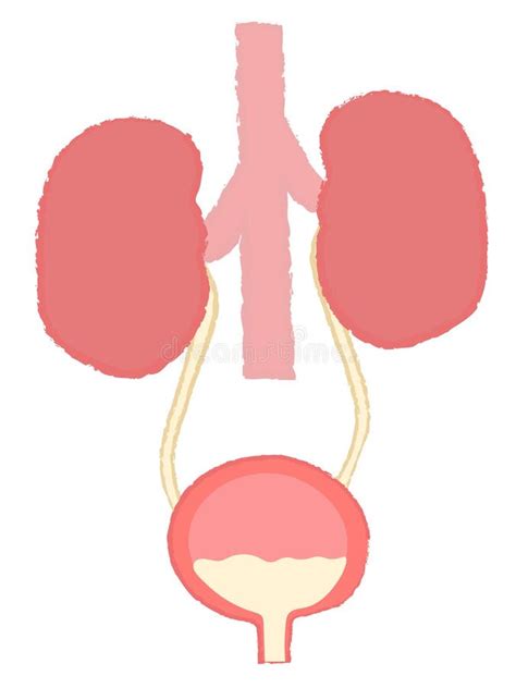 Image result for Handwritten Tutorials Kidney