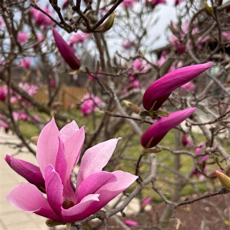 Dwarf Magnolia Tree Types 11 Dwarf Magnolia Tree Varieties For Your