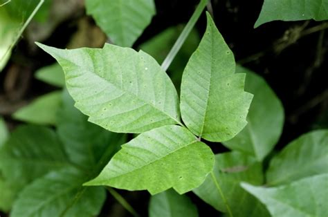 How to Get Rid of Poison Ivy (without killing other plants) | Barefoot ...