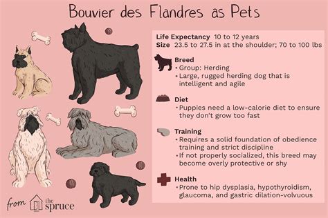 Bouvier des Flandres: Dog Breed Characteristics & Care
