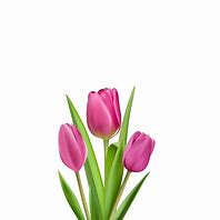 Image result for Tulips Wallpaper Clip Art