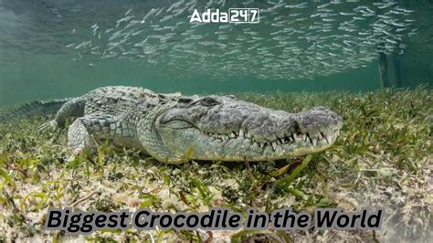 Biggest Crocodile in the World