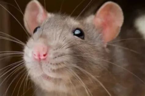 【家有妙招】家里老鼠多?试一下这个方法看看，比老鼠药管用多了
