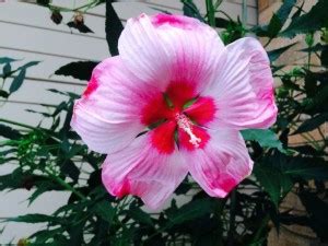 Elanthalir Hibiscus Plant Price in India - Buy Elanthalir Hibiscus ...