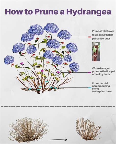 Best 13 How and When to Prune Different Types of Hydrangeas – Artofit