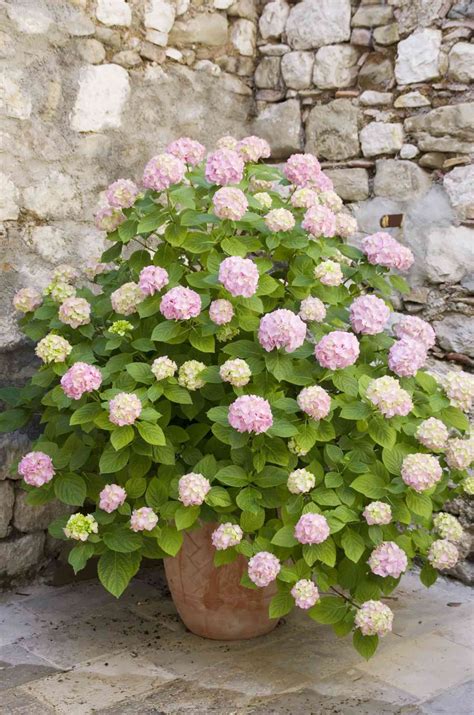 27 Ways To Grow Hydrangeas In Containers