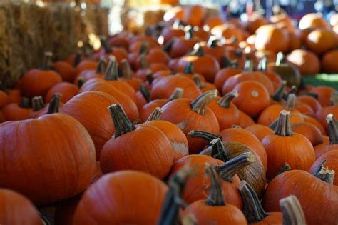 Final Farmers Market & Pumpkin Patch, South Green, Denver, 12 October ...