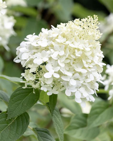 What to do When You See Your Hydrangea Leaves Turning Yellow - The ...