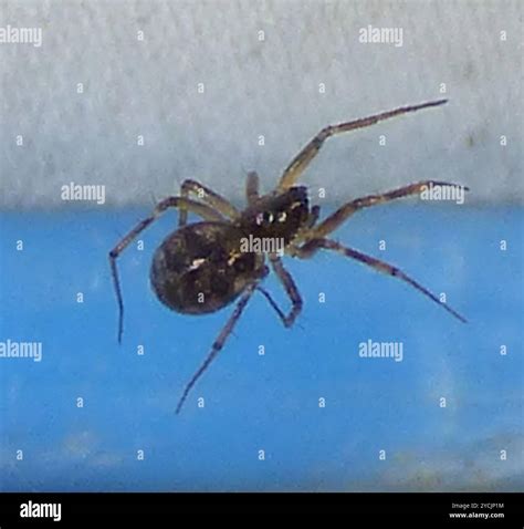 Triangulate Combfoot (Steatoda triangulosa) Arachnida Stock Photo - Alamy
