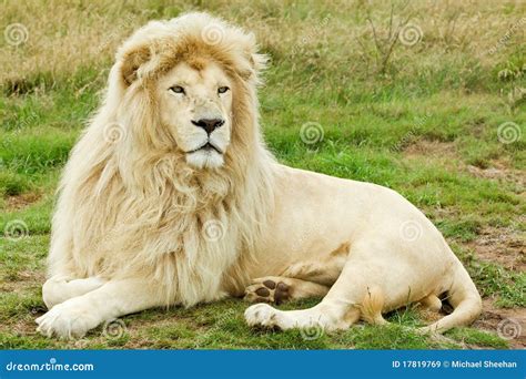 Male White Lion Royalty Free Stock Images - Image: 17819769