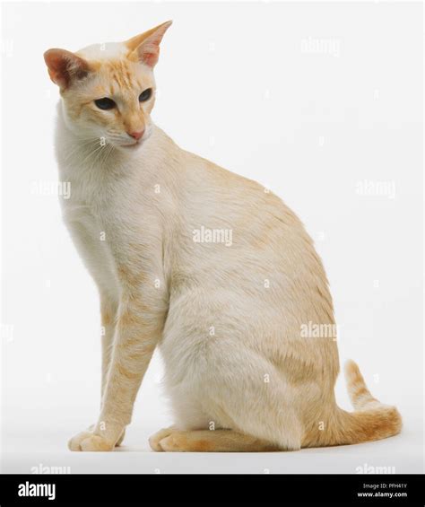 Tabby siamese cat hi-res stock photography and images - Alamy