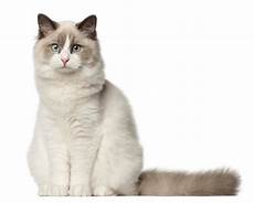 cat breeders ragdoll breeders australia ragdoll info kittens cat breeders ragdoll breeders australia ragdoll info kittens