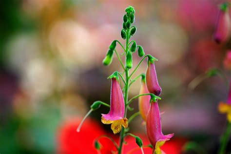 Bing Search IPA Key 的图像结果