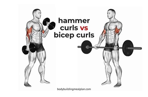 Hammer Curls vs Bicep Curls Cover | Bicep curls, Hammer curls, Biceps