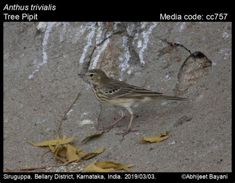 Anthus trivialis (Linnaeus, 1758) - Tree Pipit | Birds