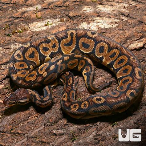 Image result for Red Ball Python