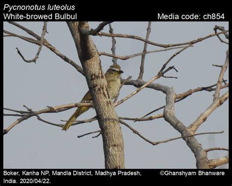 Pycnonotus luteolus (Lesson, 1841) - White-browed Bulbul | Birds