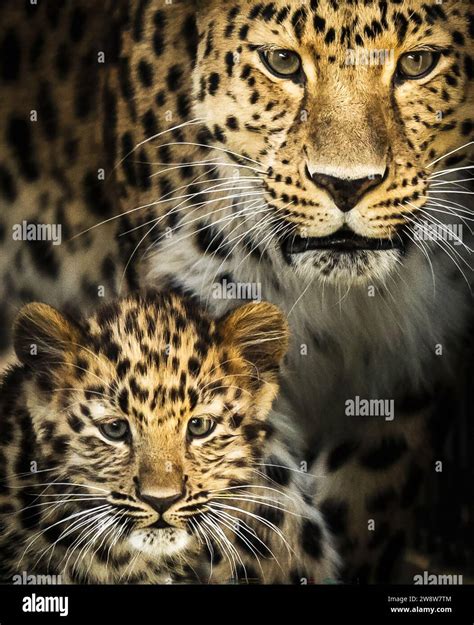 PA PHOTOGRAPHER PICTURE OF THE YEAR 2023 - Danny Lawson. File photo dated 10/09/23 - Amur ...