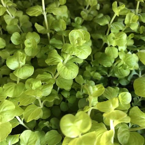 6 Creeping Charlie Look Alikes (With Pictures)