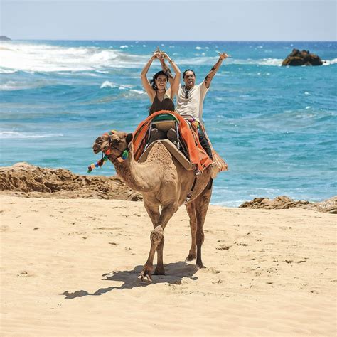 Camel Ride | Auika