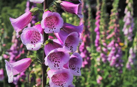 7 Best Tall-Growing Perennials for Your Garden - Gardening Sun