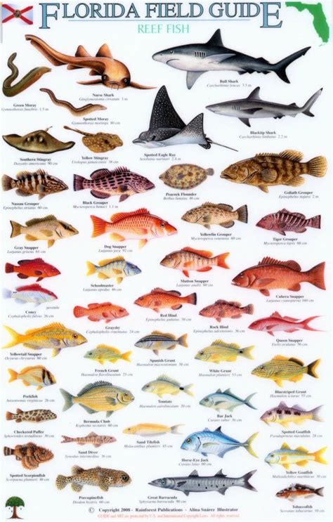 Fish Identification 的图像结果