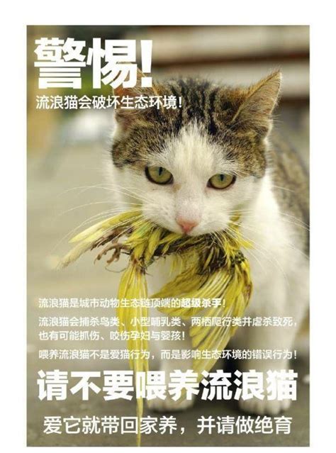 爱心投喂引发争议，流浪猫管理这道社会难题，究竟该如何解答？_腾讯新闻