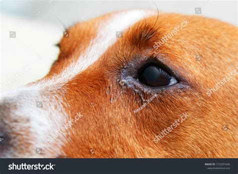 Why Does My Dog Have A Bump On His Eyelid