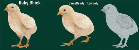 Python vs Chick 的图像结果