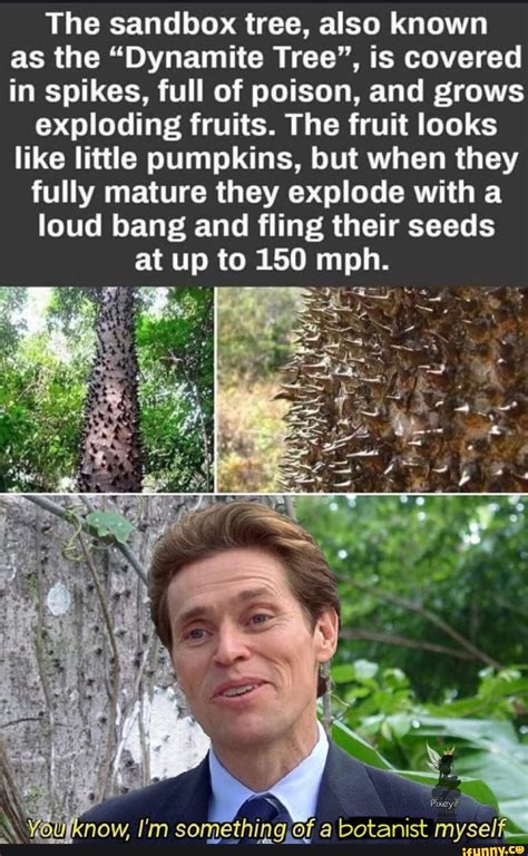 Exploded Tree 的图像结果