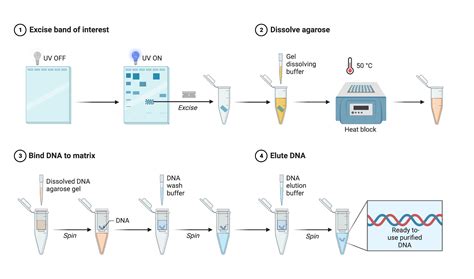 How to Process a DNA Sample 的图像结果
