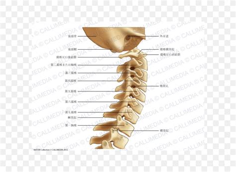 Image result for Vertebrae Alignment