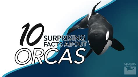 Uncovering The Unknown: 10 Surprising Facts About Orcas – sharksinfo.com