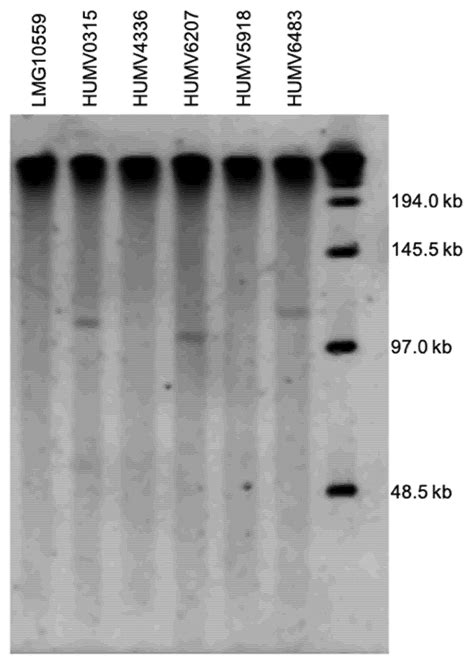 Genetic Resistance Determinants in Clinical Acinetobacter pittii Genomes