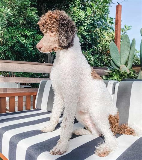 Poodle Coat Color Chart at Luke Earsman blog