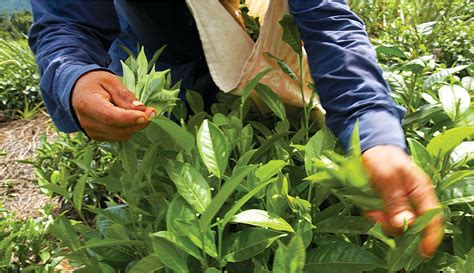 Specialty Coffee & Tea in India | The Coffee Bean & Tea Leaf® India ...