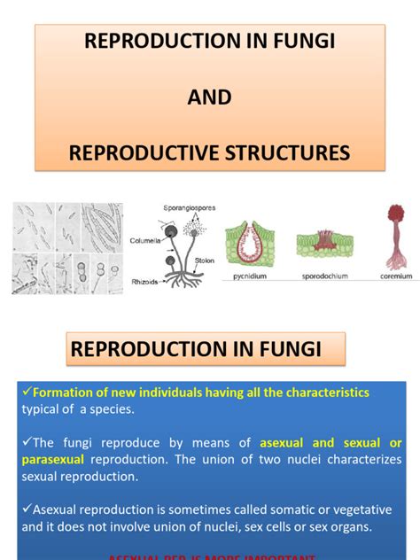 Fungi Reproduction Types 2023-24 | Download Free PDF | Sexual Reproduction | Ploidy