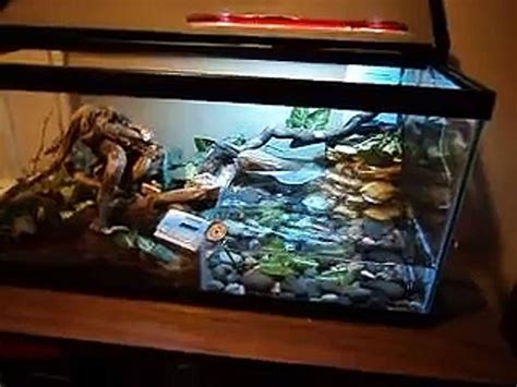 Red Eyed Crocodile Skink Terrarium