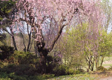How to Grow and Care for Weeping Cherry Tree
