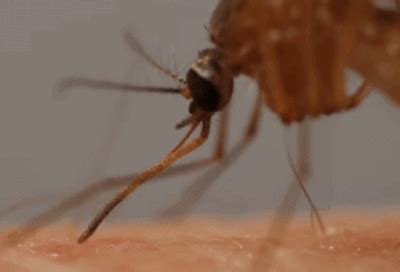 身怀六把“剑”：蚊子是这样吸血的！ | 科学人 | 果壳 科技有意思