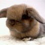 Image result for Cute Floppy Ear Bunny