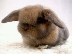 Image result for Baby Girl Fluffy Bunnies