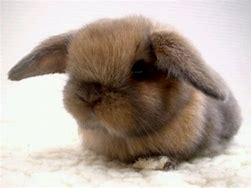 Image result for Baby Male Fluffy Bunnies