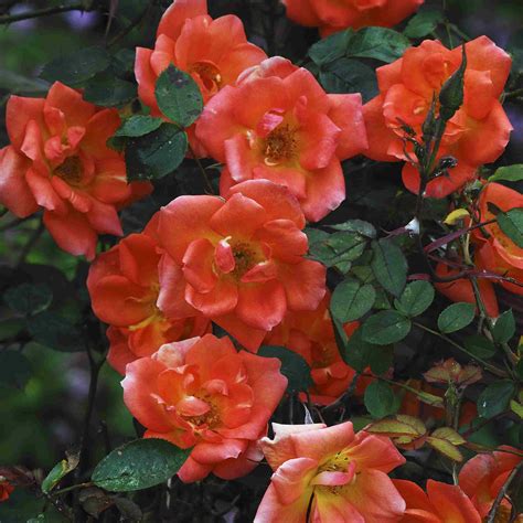 9 Great Varieties of Climbing Roses